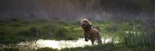 hond rent door water