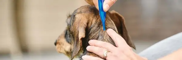 vlooien voorkomen hond
