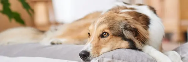 geur hond in huis