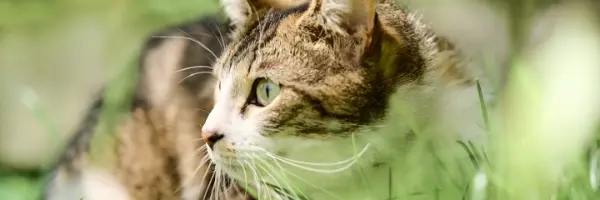 Beaphar vlooien en teken producten voor kat