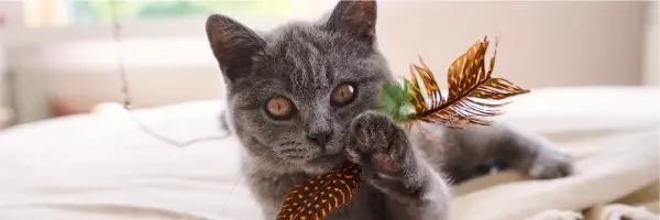 Kitten benodigdheden checklist
