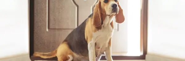 Beagle drachtig