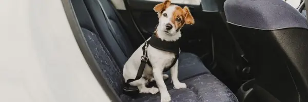 Hond bang in auto