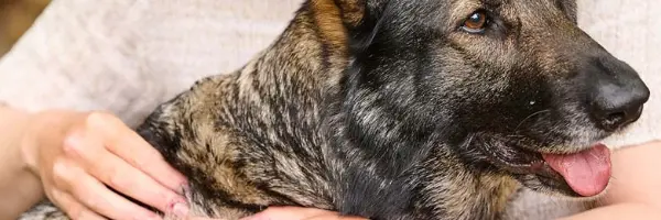 vlooienbeet herkennen bij hond en kat